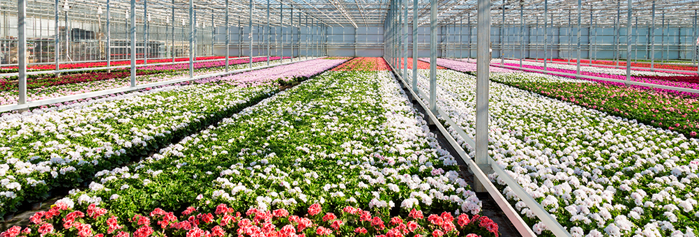 Horticulture-Solutions-to-suit-your-business-Divatec