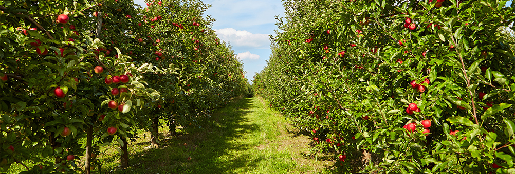 Arboriculture-Solutions-to-suit-your-business-Divatec